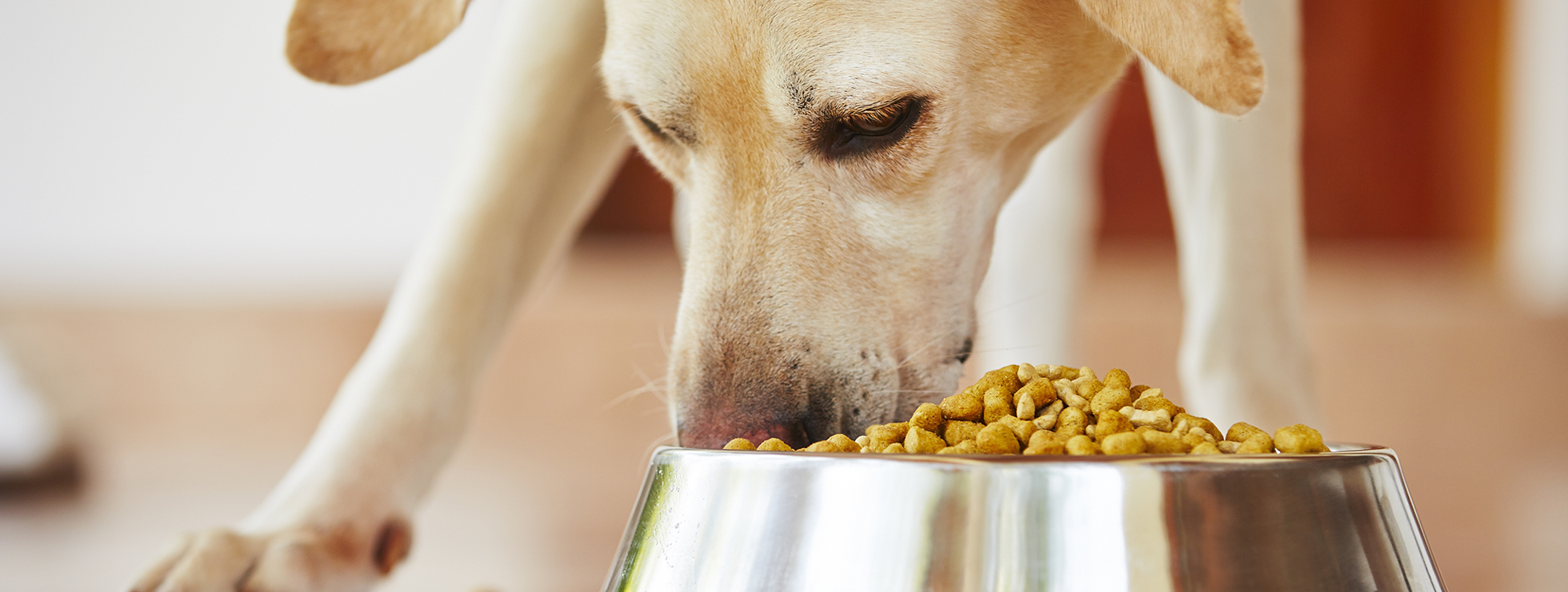 alimentazione cane insufficienza renale