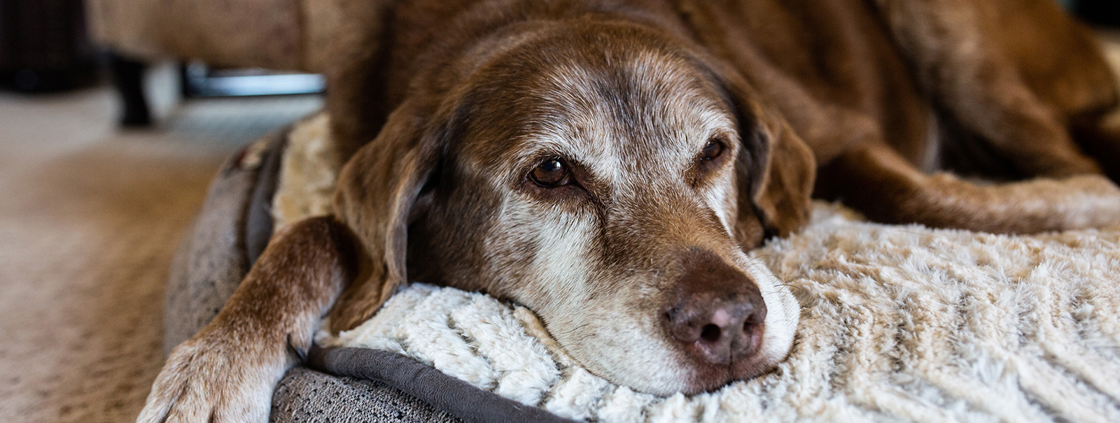 alimentazione cane insufficienza reni